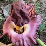 Fenomena Langka: Bunga Bangkai Muncul di Pekarangan Warga, Pohon Rambutan berbuah Labu di HSS WhatsApp Image 2025-11-22 at 09.31.20