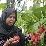 Nikmati Sensasi Buah Musiman Langsung dari Pohonnya WhatsApp Image 2026-01-01 at 21.39.35