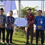 Jelang Iduladha 1447 H, Pemkab Balangan Salurkan 24 Ekor Sapi Kurban dari CSR Bank Kalsel 2026-05-25-12-44-33-634