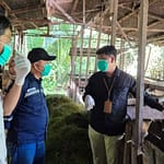 Jelang Iduladha 1447 H, DKP3 Balangan Intensifkan Pemeriksaan Kesehatan Hewan Kurban DKP3-Balangan-Periksa-Kesehatan-Hewan-Kurban-Jelang-Iduladha