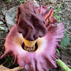 Fenomena Langka: Bunga Bangkai Muncul di Pekarangan Warga, Pohon Rambutan berbuah Labu di HSS WhatsApp Image 2025-11-22 at 09.31.20